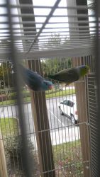 Parrotlet pair ; need gone asap.
