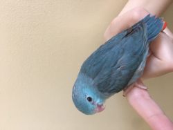 Blue Parrotlet Chick