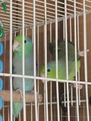 Parrotlet Breeding Pair