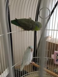 A pair of parrotlets