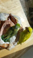Bonded Pair of Parrotlets green pie male and yellow female,