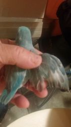handfed parrotlets