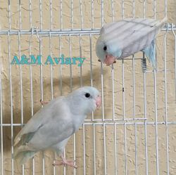 Pair of white parrotlets