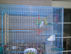 for sale parrotlets young and unrelated pairs