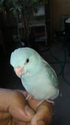 Female Parrotlet