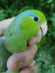 BABY PARROTLETS