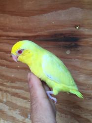 Parrotlet babies hand fed