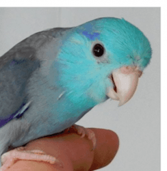 Blue Parrotlet