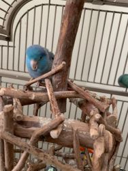 Pacific blue parrotlet W/ Cage
