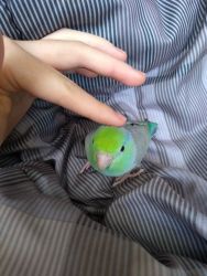 parrotlet needs a new home! (cage,toys,etc included)