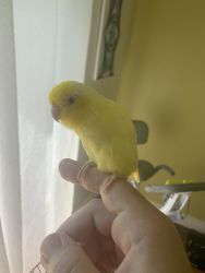 Needs a good home with other parrotlets