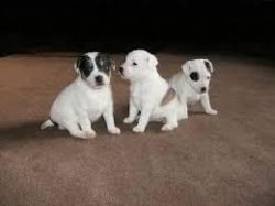 Parson Russell Terrier for adoption.