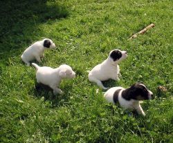 Parson Russell terrier puppies