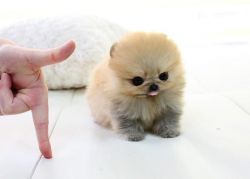 Adorable micro teacup Pomeranian puppy for sale