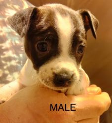 Terrier Puppies For Sale