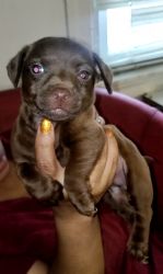 Patterdale terrier pups for sale