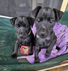 Patterdale Terrier Puppies
