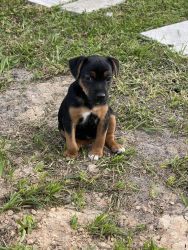Patterdale puppy for sale (female)