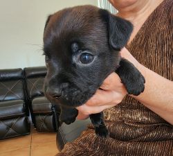 Puppy #1,(black male)