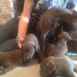 Stunning Patterdale Pups For Sale