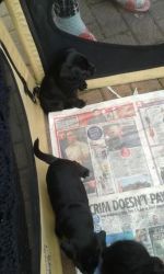 Patterdale Terrier Pups For Sale