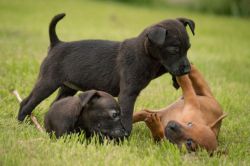 Gorgeous Patterdale Pups For Sale.