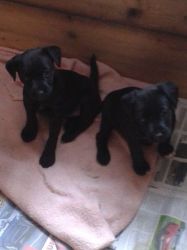 Patterdale Pups Well Bred