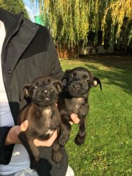 Patterdale Terriers For Sale