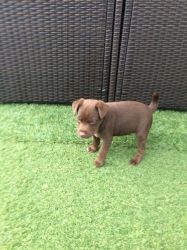 Chocolate Patterdale Pup