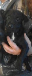 Patterdale Puppys For Sale