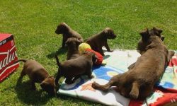 Patterdale Terrier Puppies For Salr
