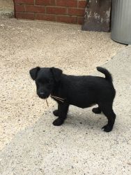 Patterdale Terrier Puppies For Sale