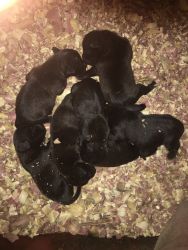 Two weeks old