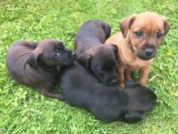 10 Weeks Old Patterdale Terrier Puppies Available Now