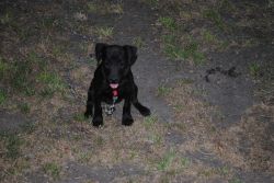 Female & male Patterdale Terrier Puppies