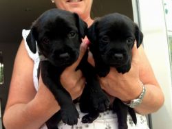 Beautiful Patterdale Puppies