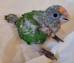 baby peach fronted conure