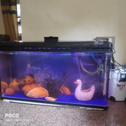 Acuarium 120X34 cm with 14 pet fishes with out side filter and accesso