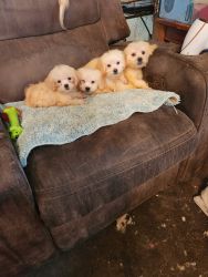 Cute pek a poo puppies males and females