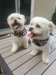 Two Pekepoo puppies (7 mo old)