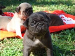Cute pug puppies for sale