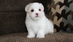Amazing Pekepoo puppy