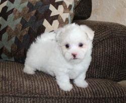 Lovely Pekepoo Puppy For Sale