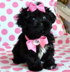 Tiny Peekapoo Puppy