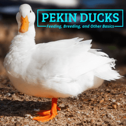 Pekin Ducklings for sale