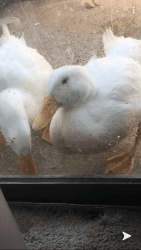 1 male and 1 female 1/2 month old Pekin duck for sale