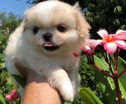 HSHS!!!Pekingese puppies for sale