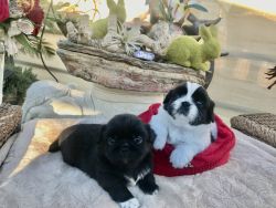Pekingese puppies born 1/16/22