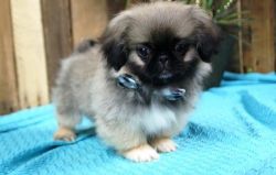 House Raised Pekingese Puppies For Sale.