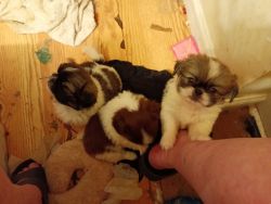 Pekingese puppies ready furever home